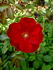 Red Mirato rose photo