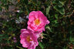 Paul Verdier rose photo