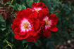 Priscilla Burton ® rose photo
