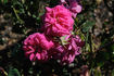 Red Sweetheart rose photo