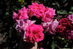 Red Sweetheart rose photo