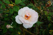 Whisper rose photo