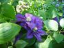 Mrs. N. Thompson clematis photo