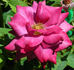 Blue Suede Shoes rose photo