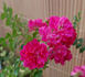 Babette rose photo