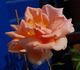 Belle Cuivrée rose photo