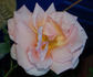 Belle Cuivrée rose photo