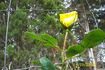 Allgold, Cl. rose photo
