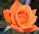 Orange Parfait ™ rose photo