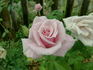 Mom's Rose rose photo