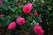 Alliance rose photo