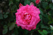 Alliance rose photo