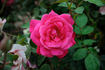 Alliance rose photo