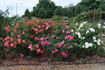 Alliance rose photo