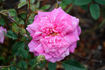 Bébé Fleuri rose photo