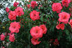 City of Leeds rose photo