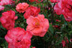 City of Leeds rose photo