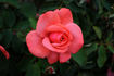 City of Leeds rose photo