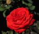 Painted Desert rose photo