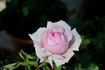Nancy Lee rose photo