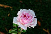 Nancy Lee rose photo