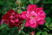 Grandmom Schmidt rose photo