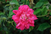 Grandmom Schmidt rose photo