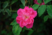 Grandmom Schmidt rose photo