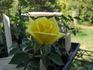 The Lighthouse rose photo