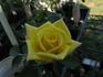 The Lighthouse rose photo