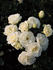 The Wedding Rose rose photo