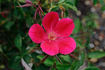 Miss Lowe's Variety rose photo