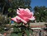 Eternity rose photo
