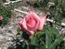 Eternity rose photo