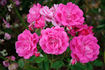 Pink Eutin rose photo