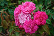 Pink Eutin rose photo