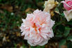Triomphe de Luxembourg rose photo
