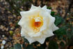 Westfield Star rose photo