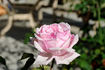 Nancy Lee rose photo