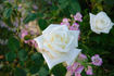 Paloma (hybrid tea, Swim rose photo