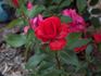 Tabasco Cat rose photo