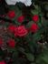 Tabasco Cat rose photo