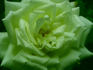 Edel rose photo