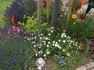 Sternenflor ® rose photo