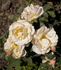 Chris Rabe rose photo