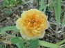 Gold Glow Bronze Sport rose photo