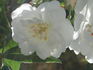 Perennial White rose photo