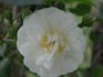 Perennial White rose photo