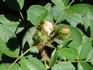 Lady Moss rose photo
