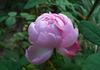 Princess of Wales rose photo